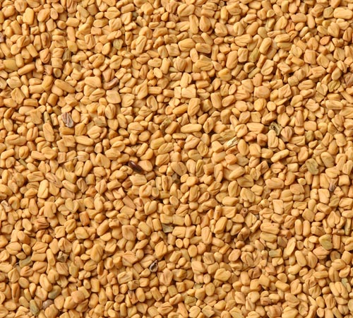 Fenugreek