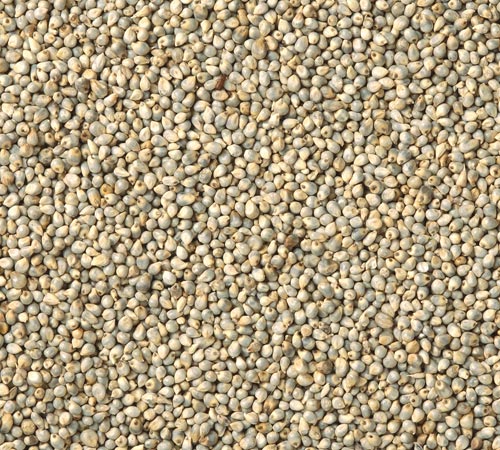 Green Millet
