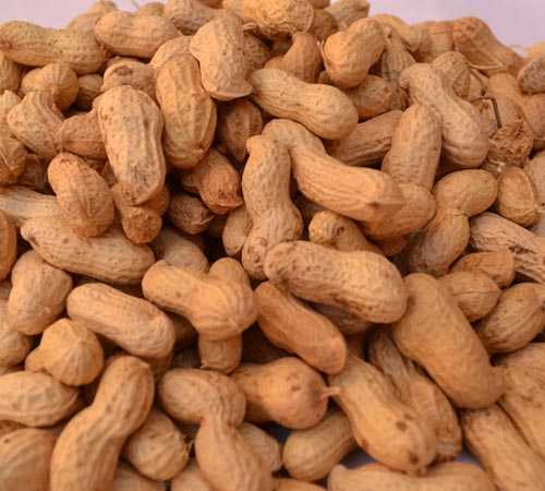 Groundnut in Shell