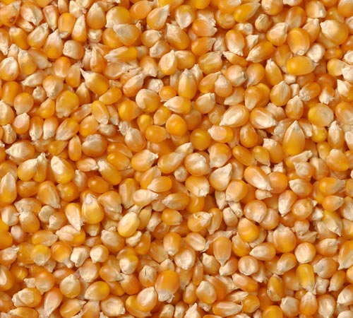 Maize