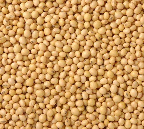 Soyabean
