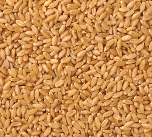 Wheat